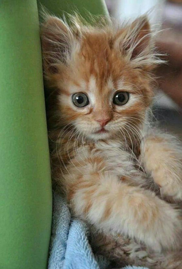 рыжие котята