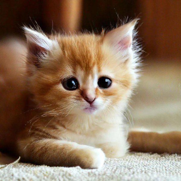 котята милые и пушистые