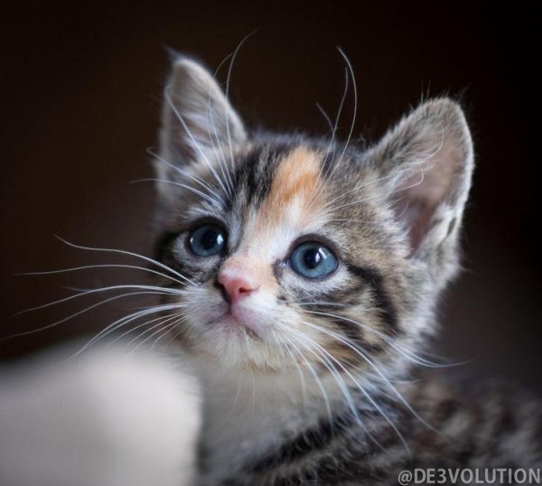 очаровательные котята