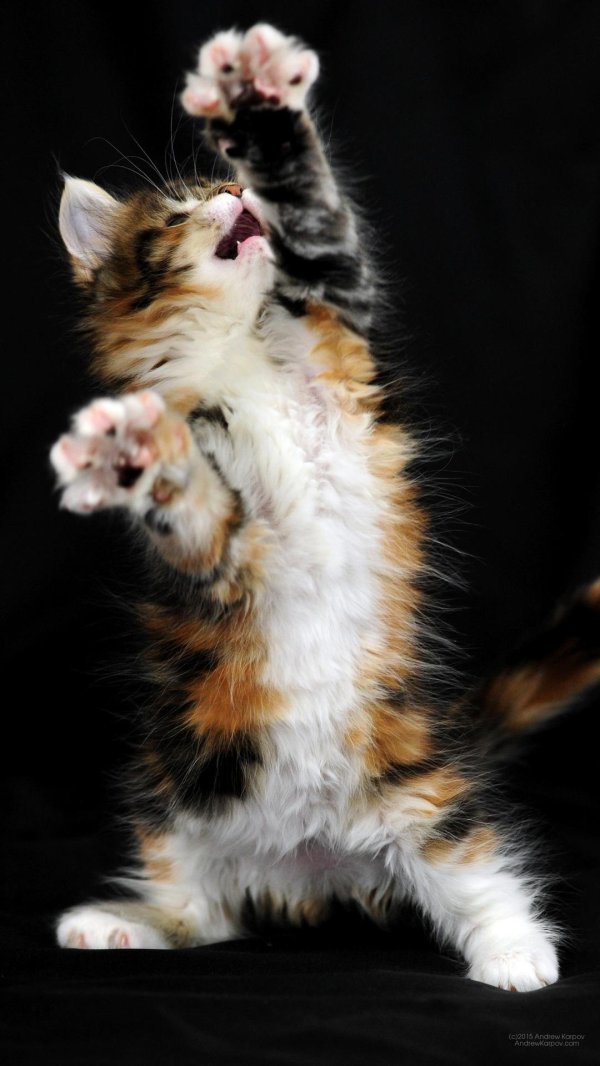 мейн кун трехцветная