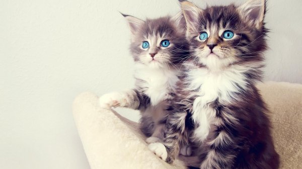 котенок мейн кун