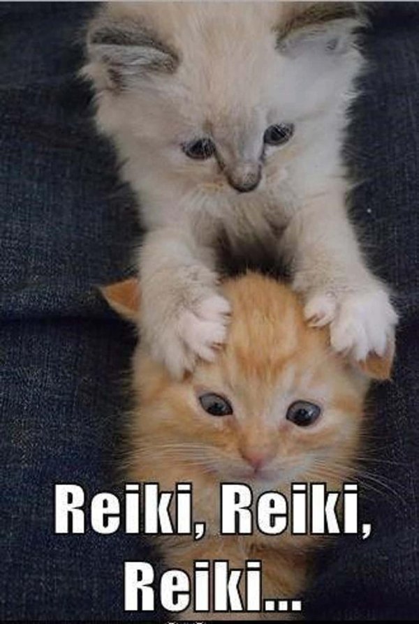 котята прикольные