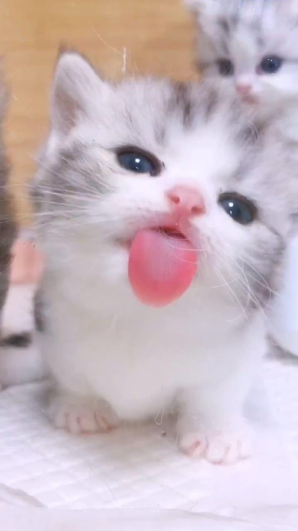 милая котик