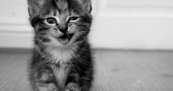 подмигивающий кот