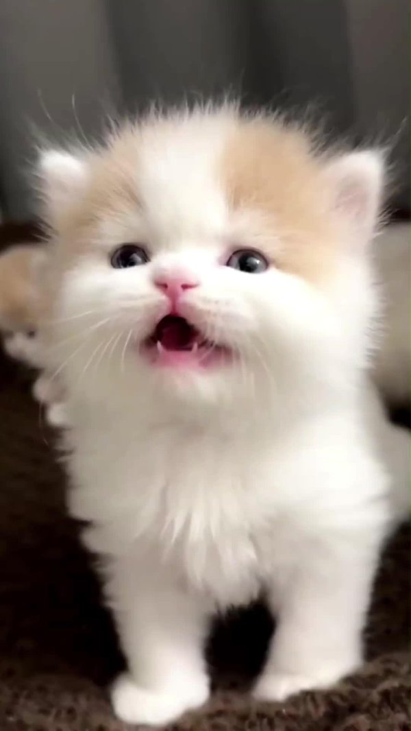 персидские котята экзоты