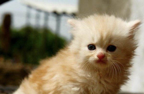 забавные котята