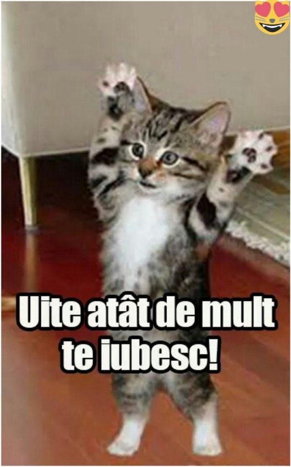 котята прикольные