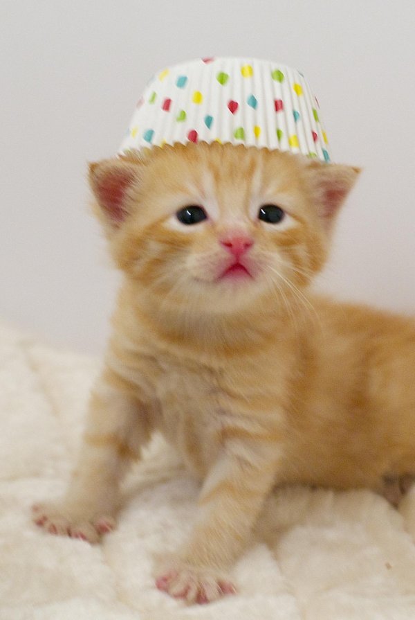 рыжие котята