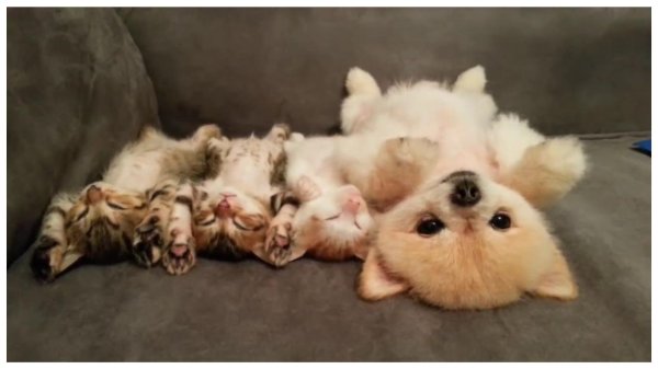 котики собачки