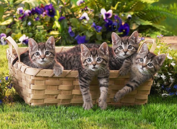 котята в корзине