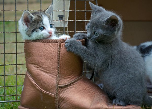 русская голубая кошка