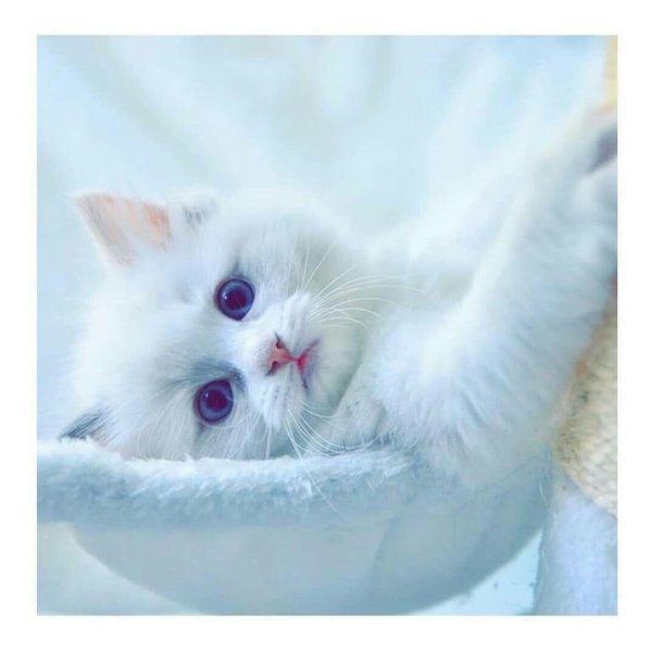 милые котики белые