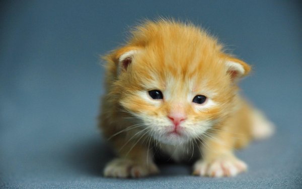 рыжие котята