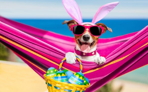 джек рассел