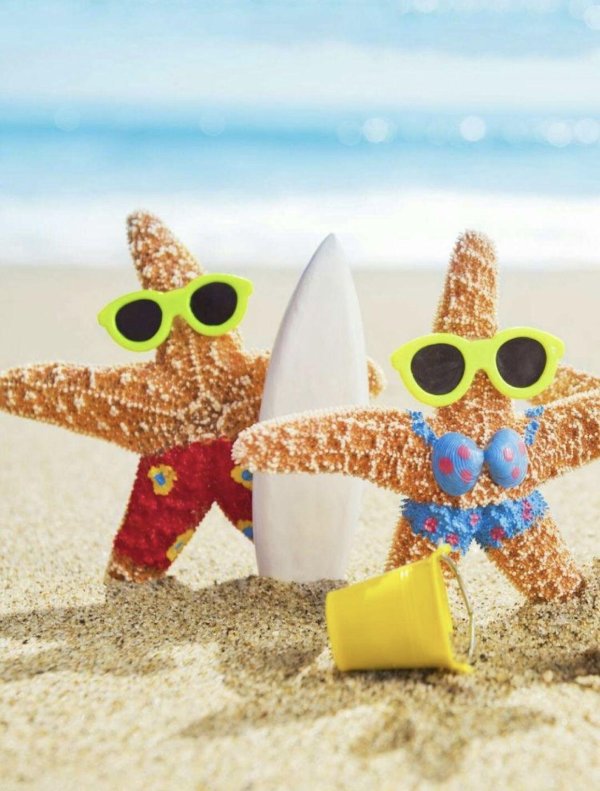 морская звезда