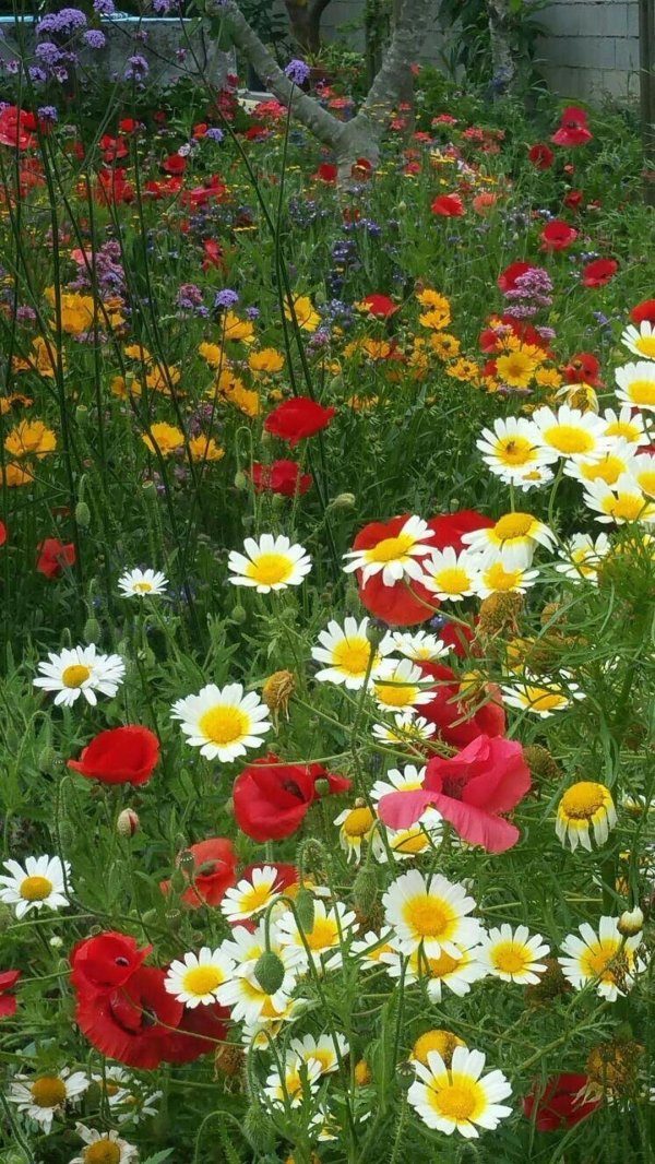 цветок полевой