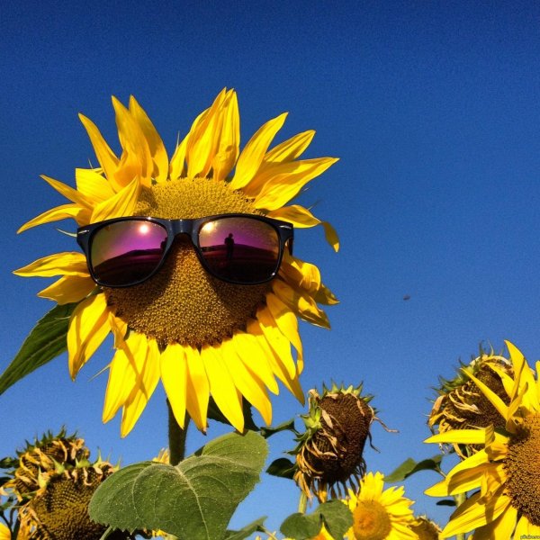 веселые подсолнухи