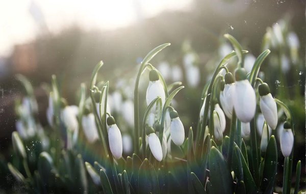 красивые подснежники