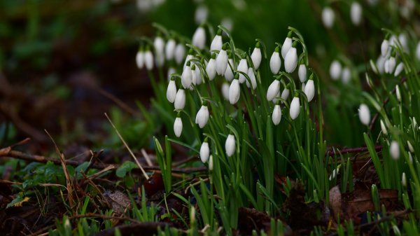 galanthus krasnovii