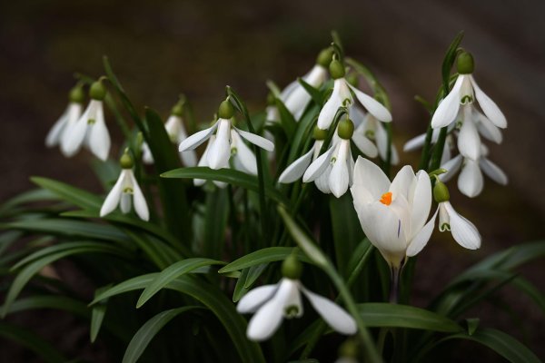 пролеска крокус галантус