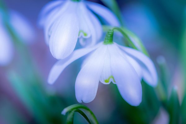 весенние цветы подснежники