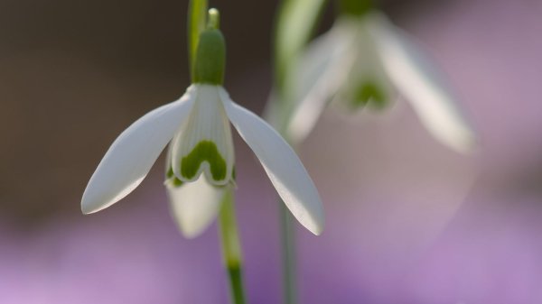 подснежник широколистный