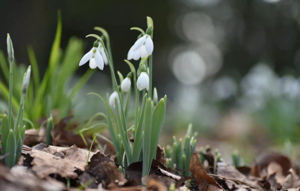 раннецветущие растения подснежник
