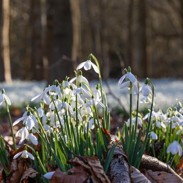 кандыки подснежники полянки