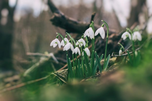 весенний лес с подснежниками