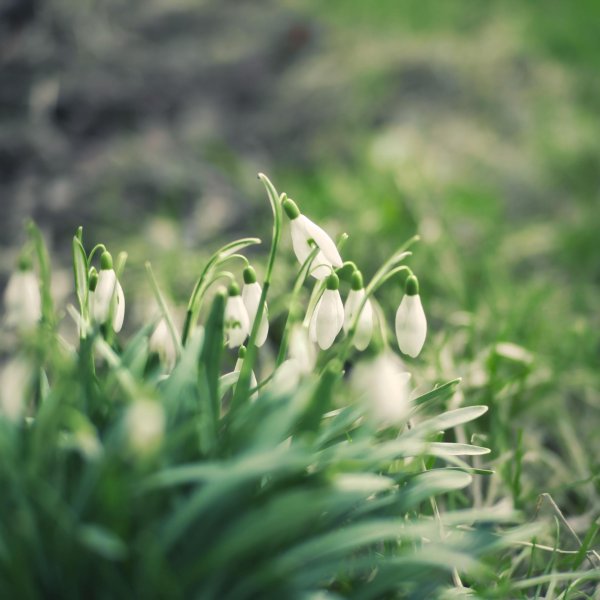 подснежники весенние цветы