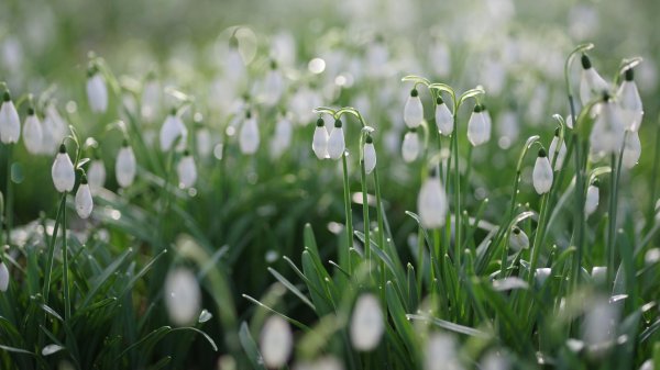 весенние цветы