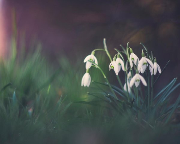подснежники фон