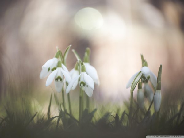 подснежники эдельвейсы