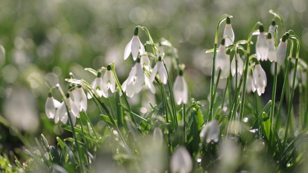 весенние цветы подснежники