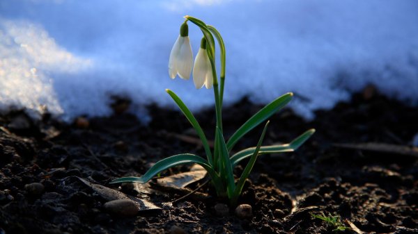 первоцветы подснежники