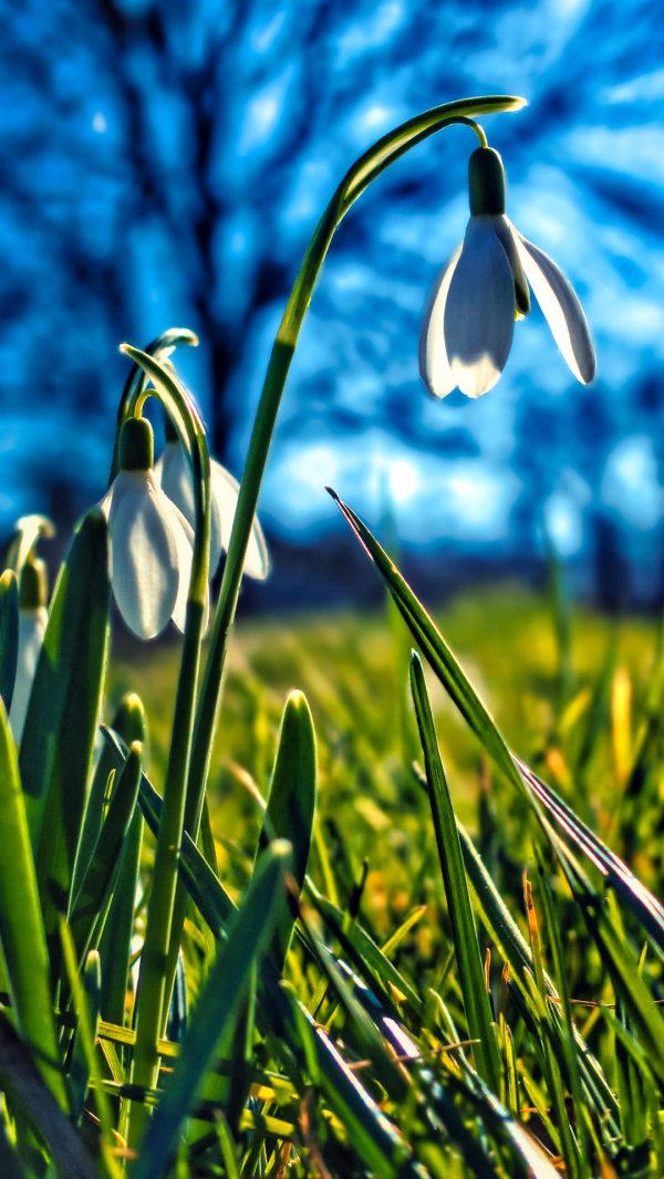 весенние цветы