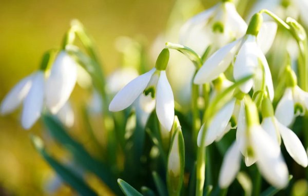 подснежник плосколистный