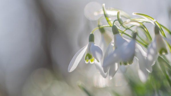 весенние цветы подснежники