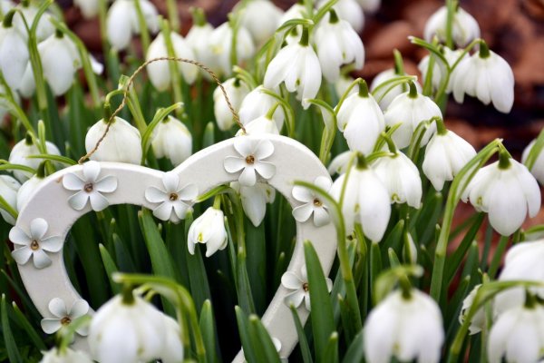 белоцветник весенний и подснежники