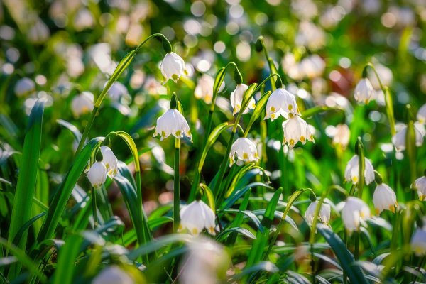 белоцветник aestivum