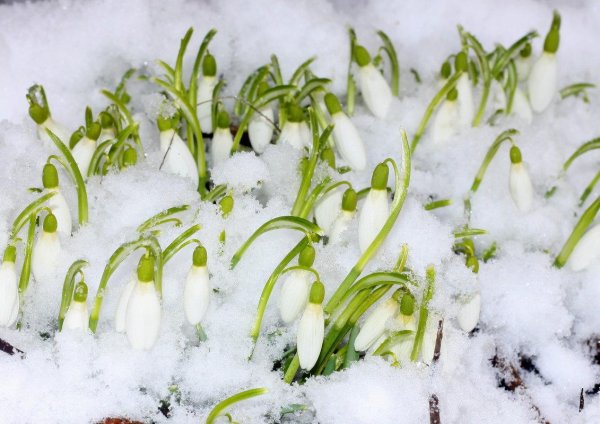 апрель подснежник чайковский