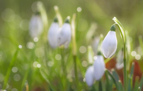 красивые подснежники