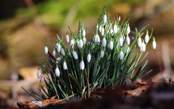 пролеска пролесковидная