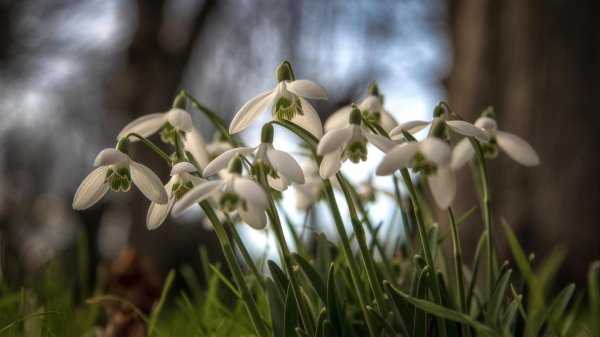 подснежник плосколистный