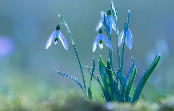 весенние подснежники