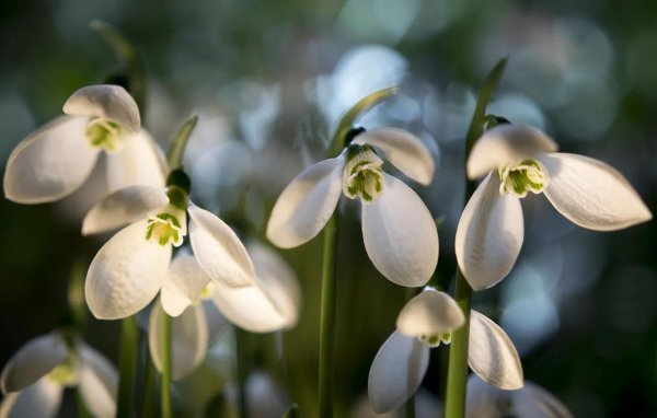 весна подснежники