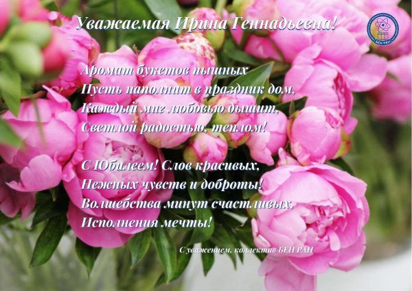 пиони пинк peony pink