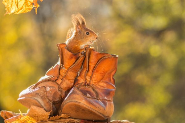 белочка осенью