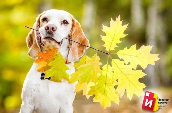 доброе осеннее утро с собачкой