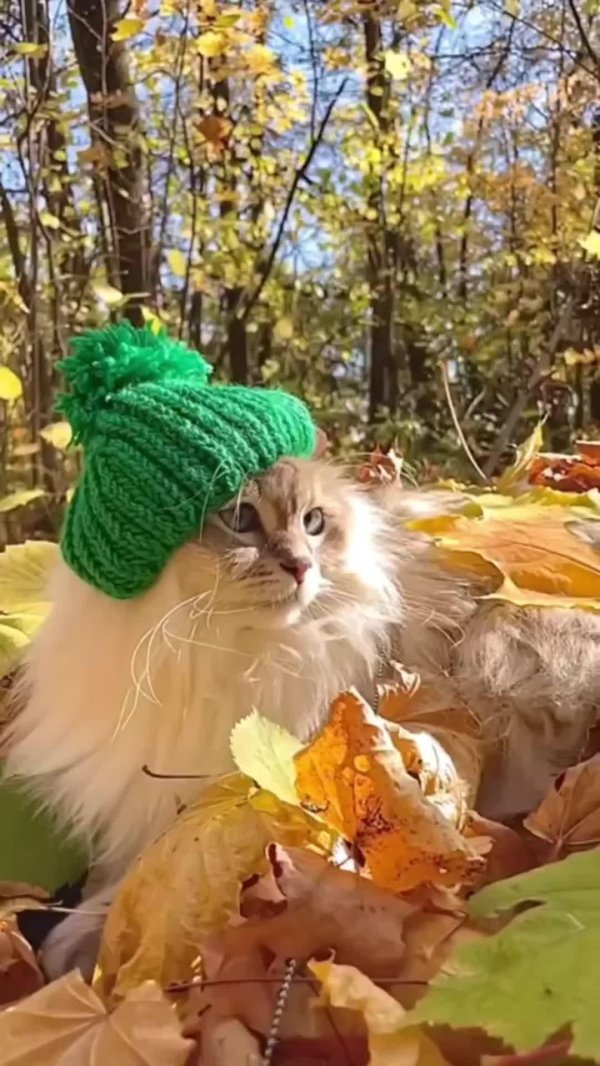 осенние котики